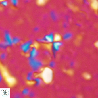 Sphenolithus alatus VR 16416