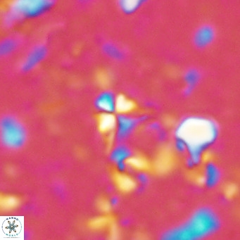 Sphenolithus alatus VR 16410