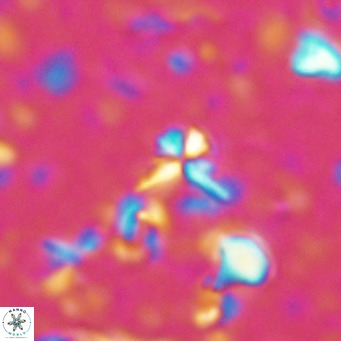 Sphenolithus alatus VR 16411