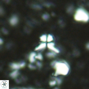 Sphenolithus alatus VR 16412