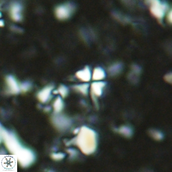 Sphenolithus alatus VR 16413
