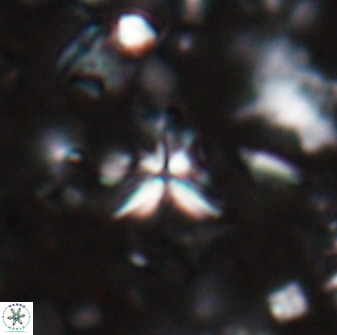 Sphenolithus alatus 27134