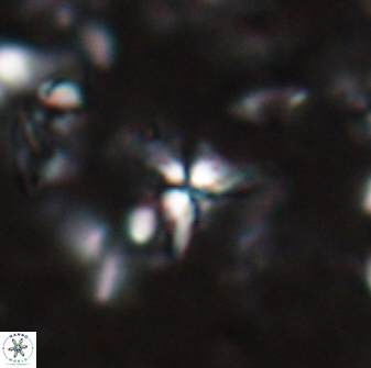 Sphenolithus alatus 27137