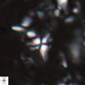 Sphenolithus alatus 27139