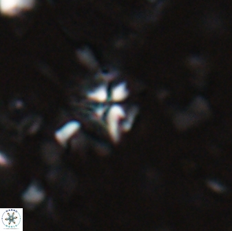 Sphenolithus alatus 27145