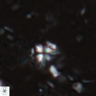 Sphenolithus alatus 27147