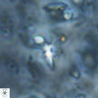 Sphenolithus alatus 27141