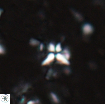 Sphenolithus alatus 27142