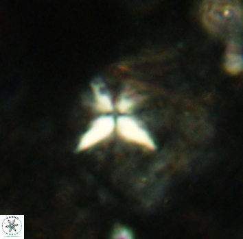 Sphenolithus alatus 2358