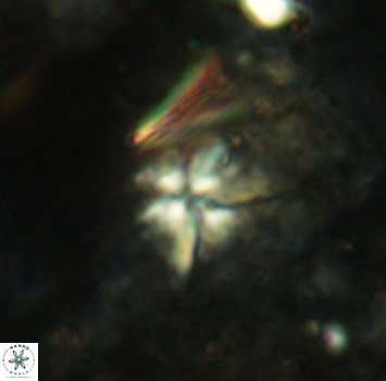 Sphenolithus alatus 2360