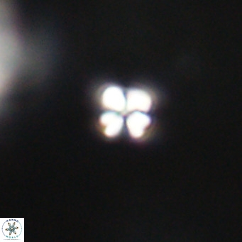 Sphenolithus apoxis VR 31144