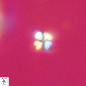 Sphenolithus apoxis VR 31146