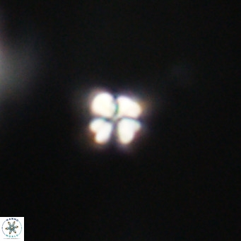 Sphenolithus apoxis VR 31147