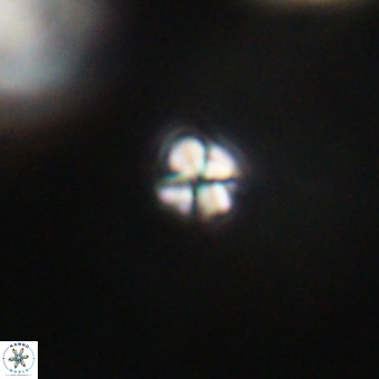 Sphenolithus apoxis VR 31148
