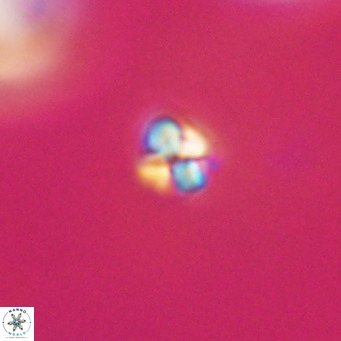 Sphenolithus apoxis VR 31149