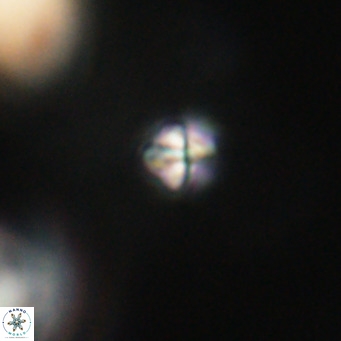 Sphenolithus apoxis VR 31154