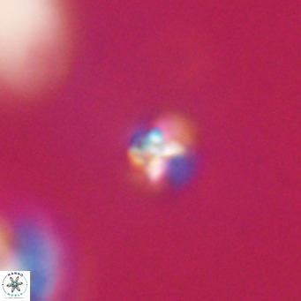 Sphenolithus apoxis VR 31155