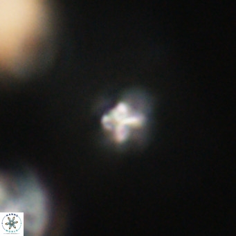 Sphenolithus apoxis VR 31156