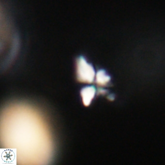Sphenolithus apoxis VR 31157