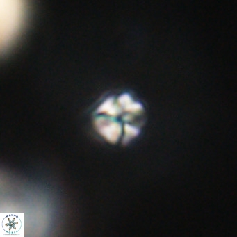 Sphenolithus apoxis VR 31150