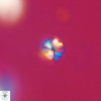 Sphenolithus apoxis VR 31152