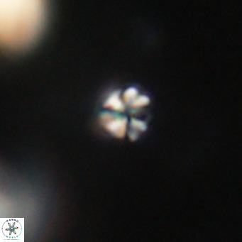 Sphenolithus apoxis VR 31153