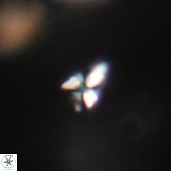 Sphenolithus apoxis VR 31164