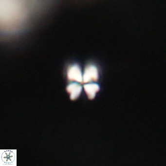 Sphenolithus apoxis VR 31165