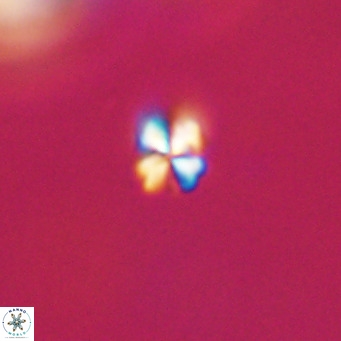 Sphenolithus apoxis VR 31166
