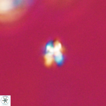 Sphenolithus apoxis VR 31167