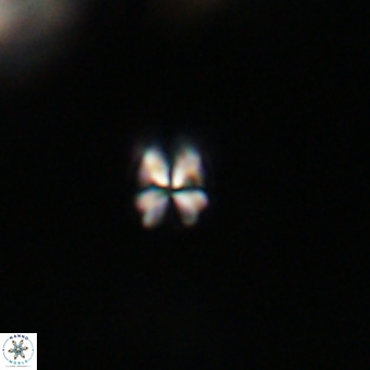 Sphenolithus apoxis VR 31168