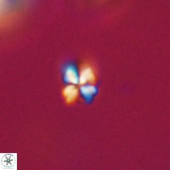 Sphenolithus apoxis VR 31169