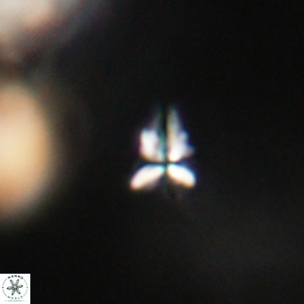 Sphenolithus apoxis VR 31160