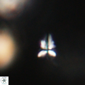 Sphenolithus apoxis VR 31161