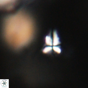 Sphenolithus apoxis VR 31174