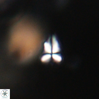 Sphenolithus apoxis VR 31176