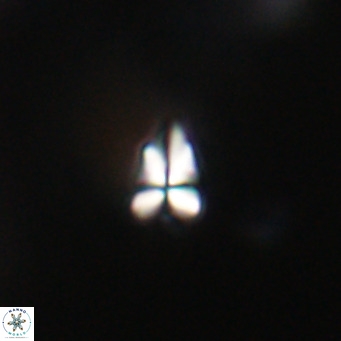 Sphenolithus apoxis VR 31178