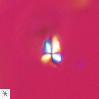 Sphenolithus apoxis VR 31179
