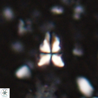 Sphenolithus apoxis 28024
