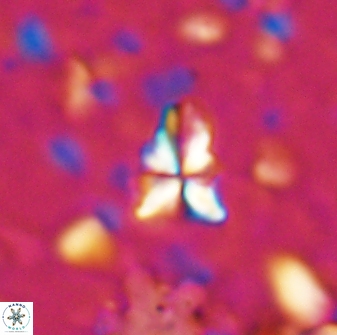 Sphenolithus apoxis 28025