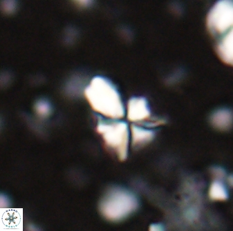 Sphenolithus apoxis 28026
