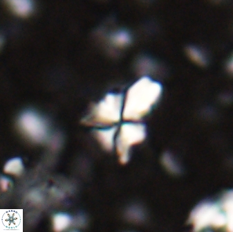 Sphenolithus apoxis 28028