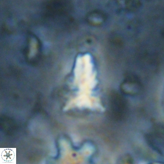 Sphenolithus apoxis 28032