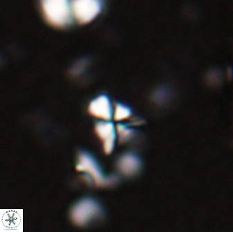 Sphenolithus apoxis 28105