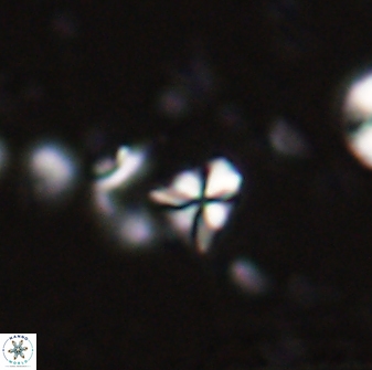 Sphenolithus apoxis 28106