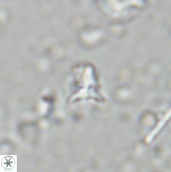 Sphenolithus apoxis 28109