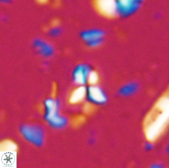 Sphenolithus apoxis 28103