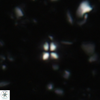 Sphenolithus apoxis 74