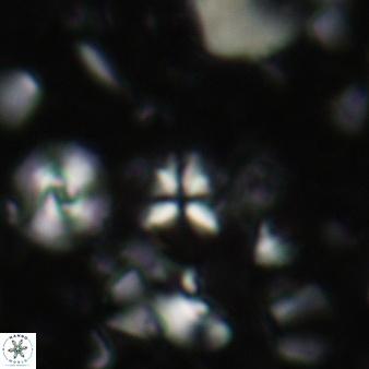 Sphenolithus apoxis 95