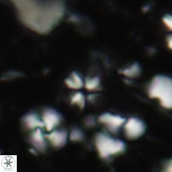 Sphenolithus apoxis 97